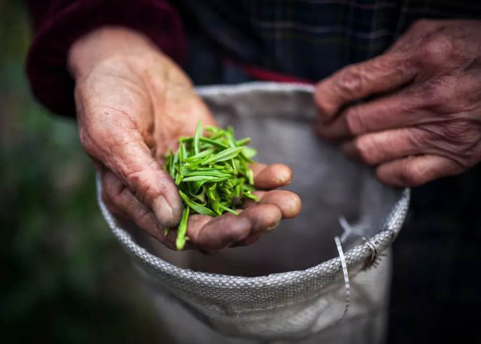 “明前茶，貴如金”